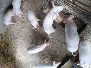 De vînzare landrace  . - imagine 3