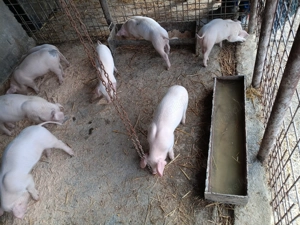 De vînzare landrace  . - imagine 5