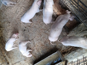 De vînzare landrace  . - imagine 4