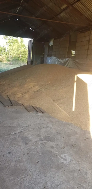 Grâu de calitate bună, curat și bine depozitat