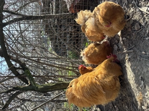 Orpington galben 2024-2023 - imagine 4