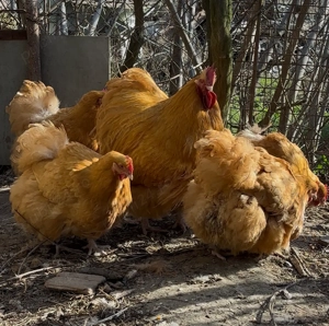 Orpington galben 2024-2023 - imagine 2