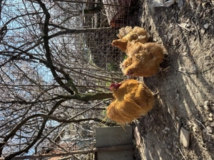 Orpington galben 2024-2023 - imagine 3