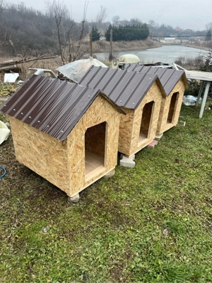 Vand cotet caine - orice dimensiune la cerere - imagine 4