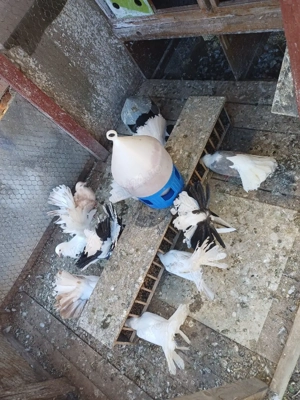 Porumbei voltati pave - imagine 4