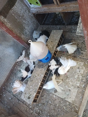 Porumbei voltati pave - imagine 3