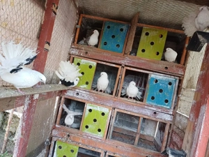 Porumbei voltati pave - imagine 2