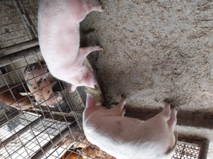 Porci de vânzare  - imagine 3