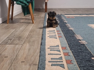 Yorkshire terrie mini - imagine 2