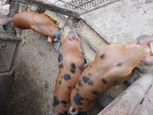 Porci de vânzare  - imagine 5