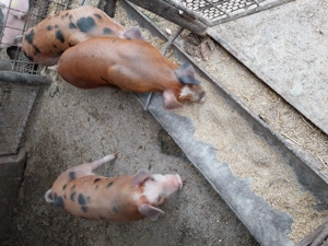 De vânzare  - imagine 3