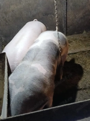 Porci pietrain - imagine 2