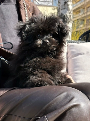 Poodle mini toy black - imagine 3
