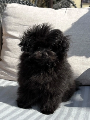 Poodle mini toy black - imagine 4