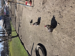 Vand diferite rase de cocoși  - imagine 8