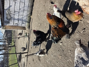 Vand diferite rase de cocoși  - imagine 4