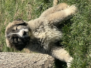 Catei Ciobanesc Carpatin din parinti cu pedigree - imagine 5