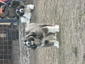 Catei Ciobanesc Carpatin din parinti cu pedigree