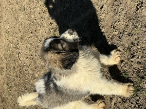 Catei Ciobanesc Carpatin din parinti cu pedigree - imagine 4