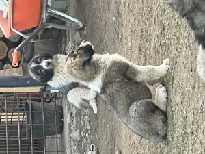 Catei Ciobanesc Carpatin din parinti cu pedigree - imagine 3