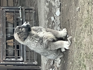 Catei Ciobanesc Carpatin din parinti cu pedigree - imagine 2