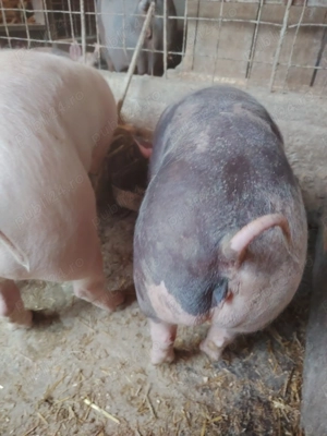 Suldani pietran cu landras