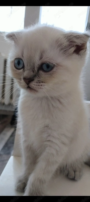 Pisici de rasa 2 luni