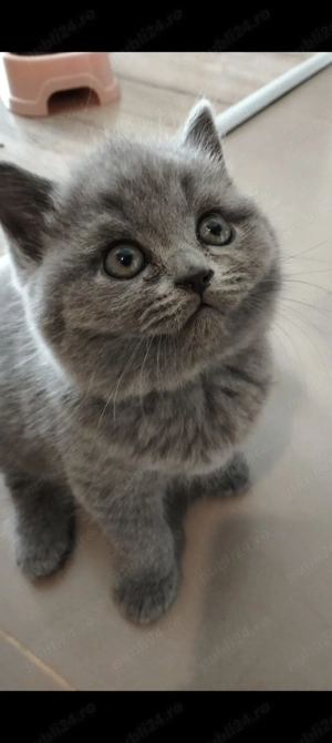 Pisici de rasa 2 luni - imagine 2