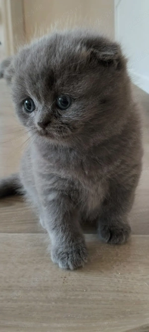 Pisici de rasa 2 luni - imagine 4