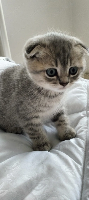 Pisici de rasa 2 luni - imagine 3