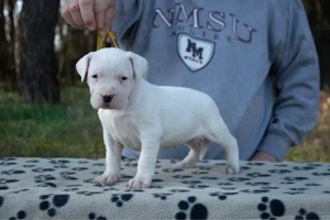 Dog Argentinian femelă cu pedigree - imagine 2