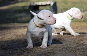 Dog Argentinian femelă cu pedigree - imagine 3