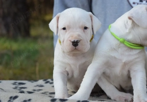 Dog Argentinian femelă cu pedigree - imagine 4