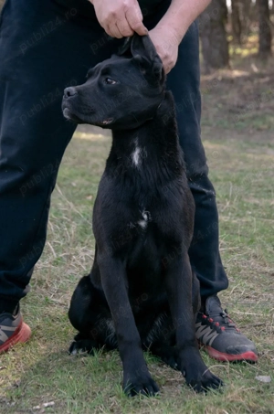 Cane Corso 8 luni - imagine 4