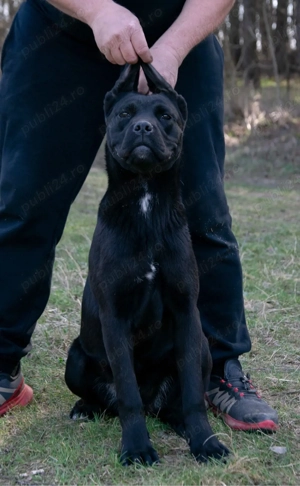 Cane Corso 8 luni - imagine 3
