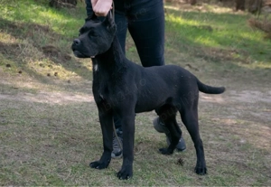 Cane Corso 8 luni - imagine 2