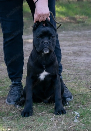 Cane Corso femelă - imagine 3