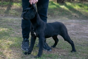 Cane Corso femelă - imagine 2