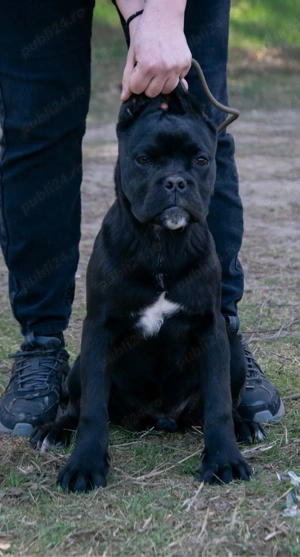 Cane Corso femelă - imagine 4
