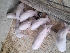 Purcei landrace de vinzare. - imagine 4