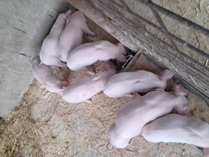 Purcei landrace de vinzare. - imagine 3