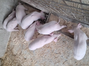 Purcei landrace de vinzare. - imagine 5