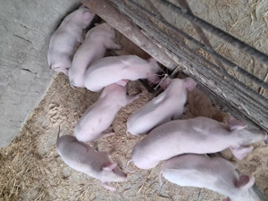 Purcei landrace de vinzare. - imagine 2