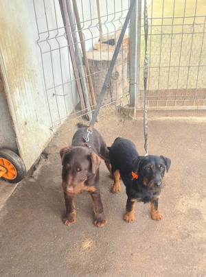 Mascul jagdterrier  - imagine 2