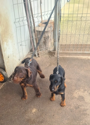 Mascul jagdterrier  - imagine 3