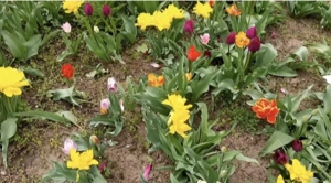 Teren de 1132 mp, cu casa. - imagine 4