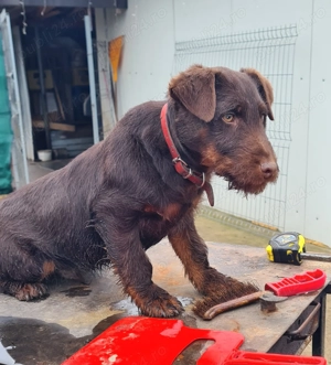 Mascul jagdterrier  - imagine 4