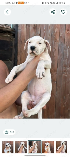 Pui Dogo Argentino 4 luni - imagine 5