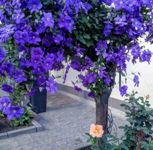 Teren de 1132 mp, cu casa. - imagine 5