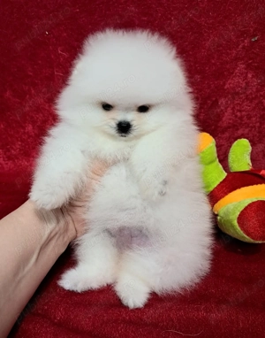 Pomeranian spitz  fata si baiat foarte frumos Bucuresti FCI - imagine 2